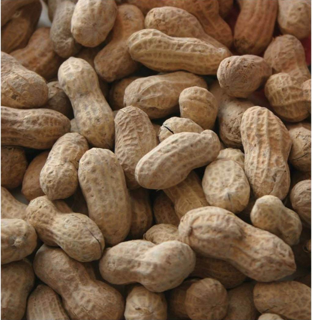In-Shell Peanuts Wild Animal Food 25 Pound Bag Pack of 2 B69140