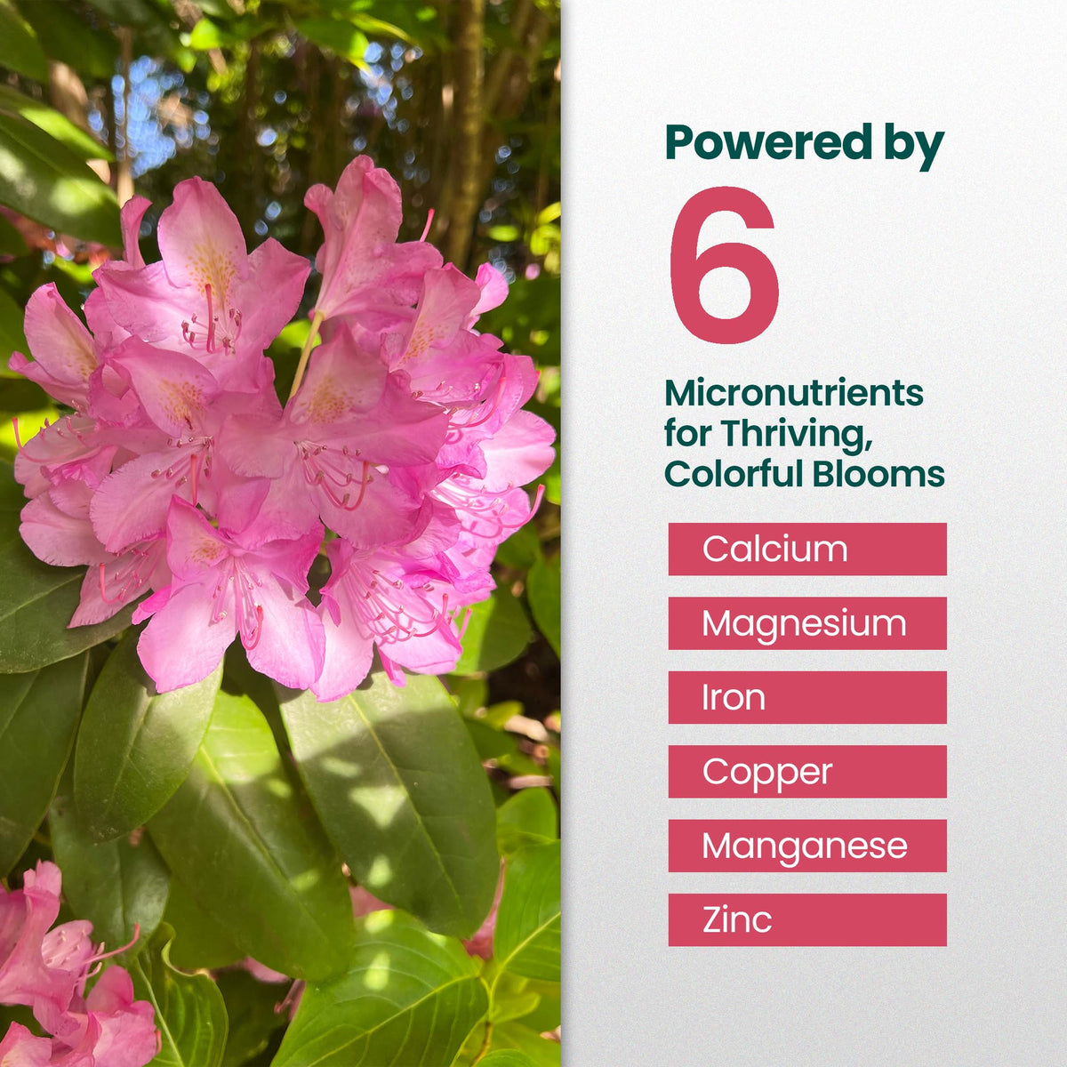 16oz Rhododendron Plant Food D336235