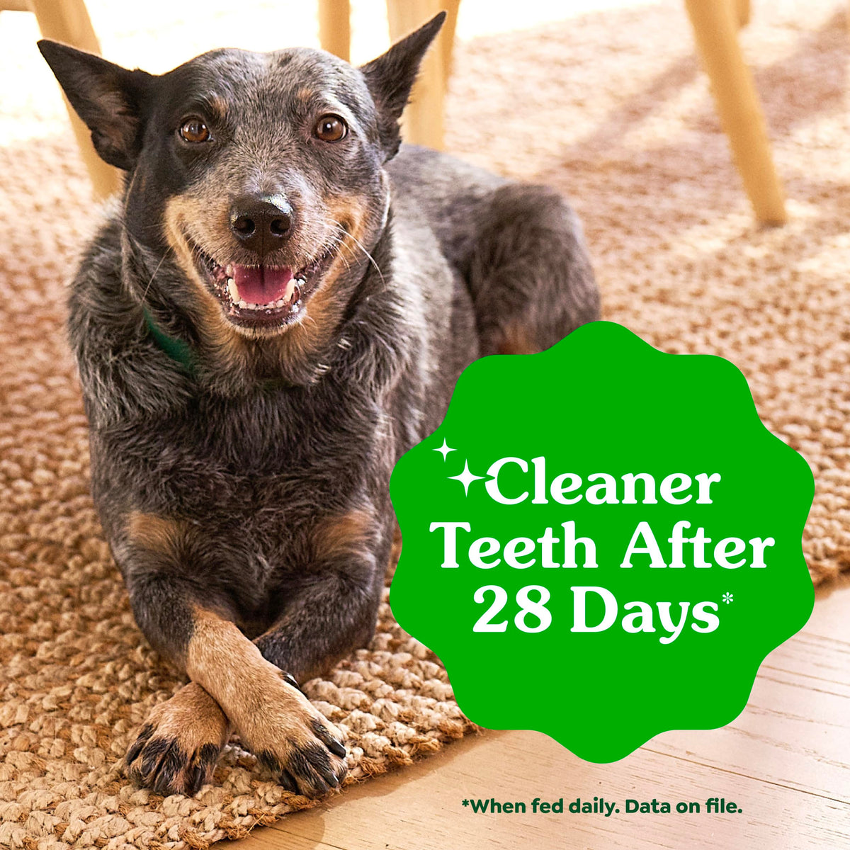 Fresh Mint Dental Dog Treats 43 Count D8030